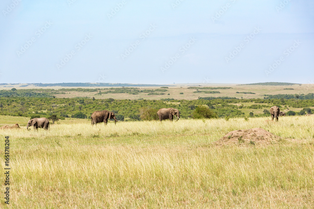 Elephants on the savanna landscape