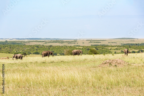 Elephants on the savanna landscape © Lars Johansson