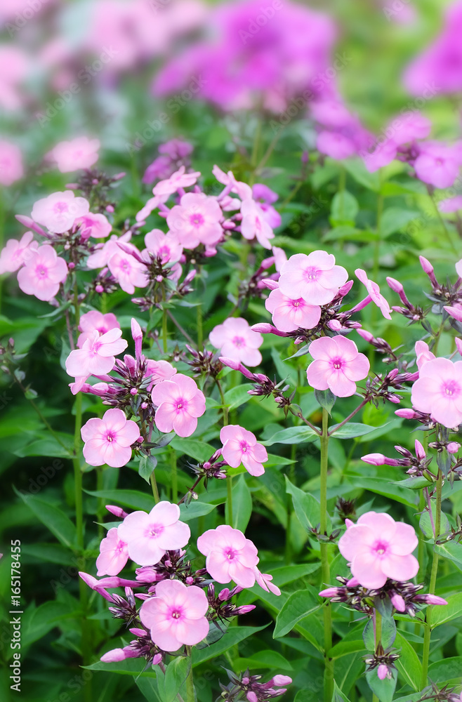 Pink phlox in the garden. Pink phlox in the garden.