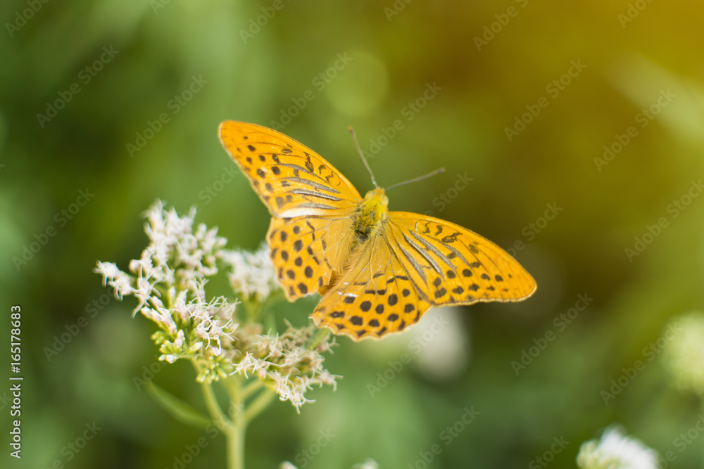 Close up of the butterfly on a forest plant. Bright sunshine in a woods. Close up of the butterfly on a forest plant. Bright sunshine in a woods.