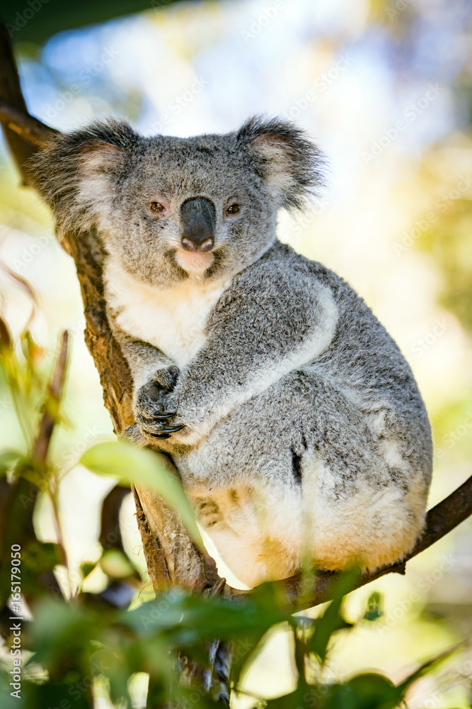 Naklejka premium Koala in a Eucalupt tree Australia