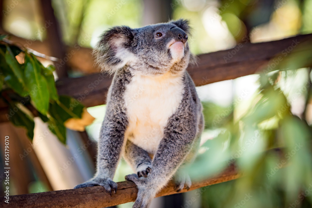 Naklejka premium Koala in a Eucalupt tree Australia