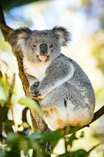 Fototapeta Naklejka Na Ścianę i Meble -  Koala in a Eucalupt tree Australia