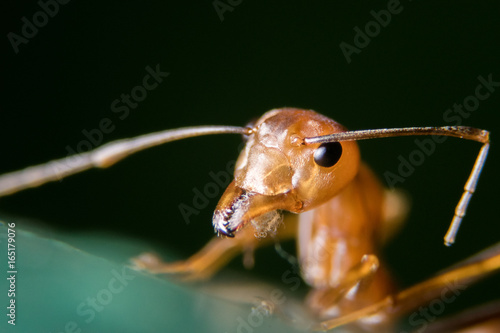 Fire ant