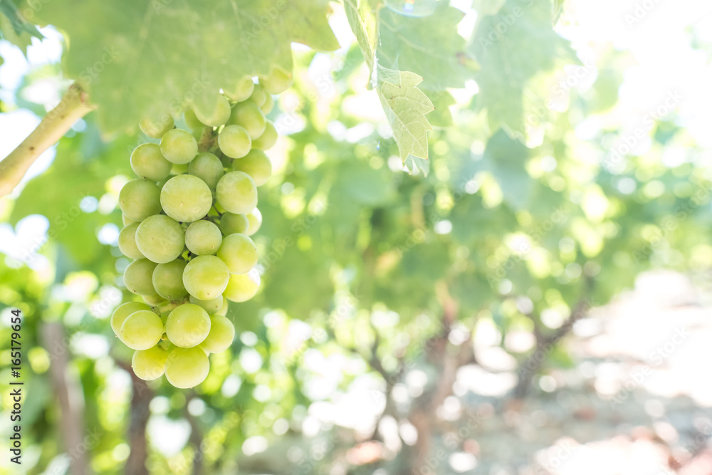 Closeup Image of Grapes Closeup Image of Grapes