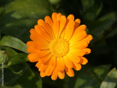 Flower Marigold  Calendula Officinalis 