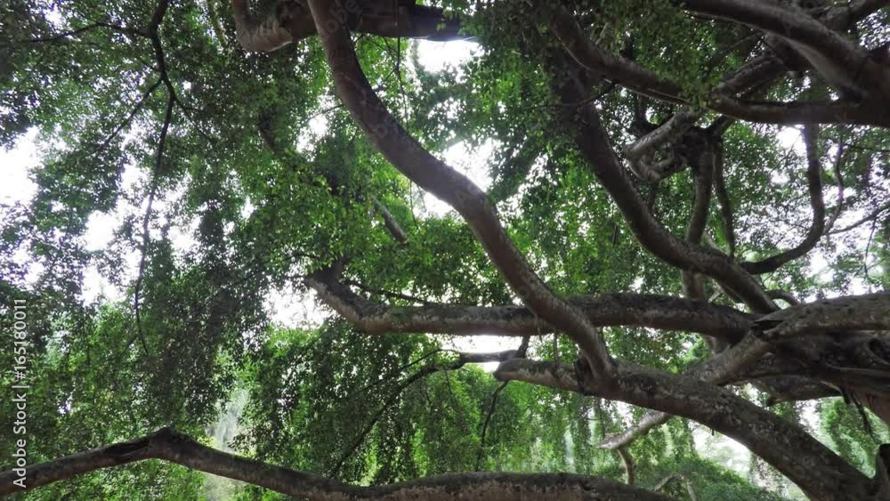 Thich Branches of a Tropical Tree in Sri Lanka Thich Branches of a Tropical Tree in Sri Lanka