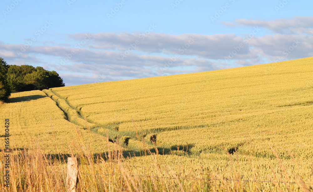 Field with wheat in summer in Denmark