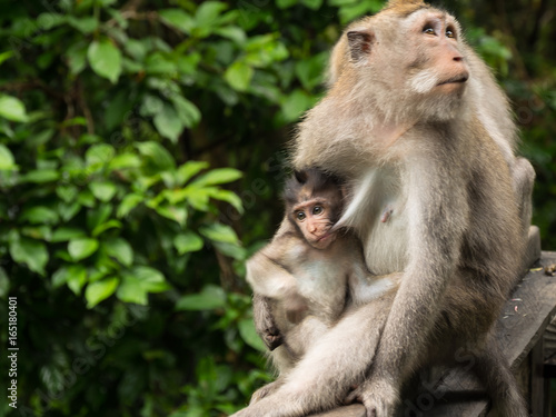 Bali - Monkey Forest