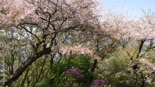 Wallpaper Mural 桜舞う
 Torontodigital.ca