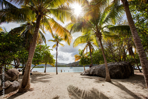 Tropical green palm trees on a white sandy beach in the Caribbean photo