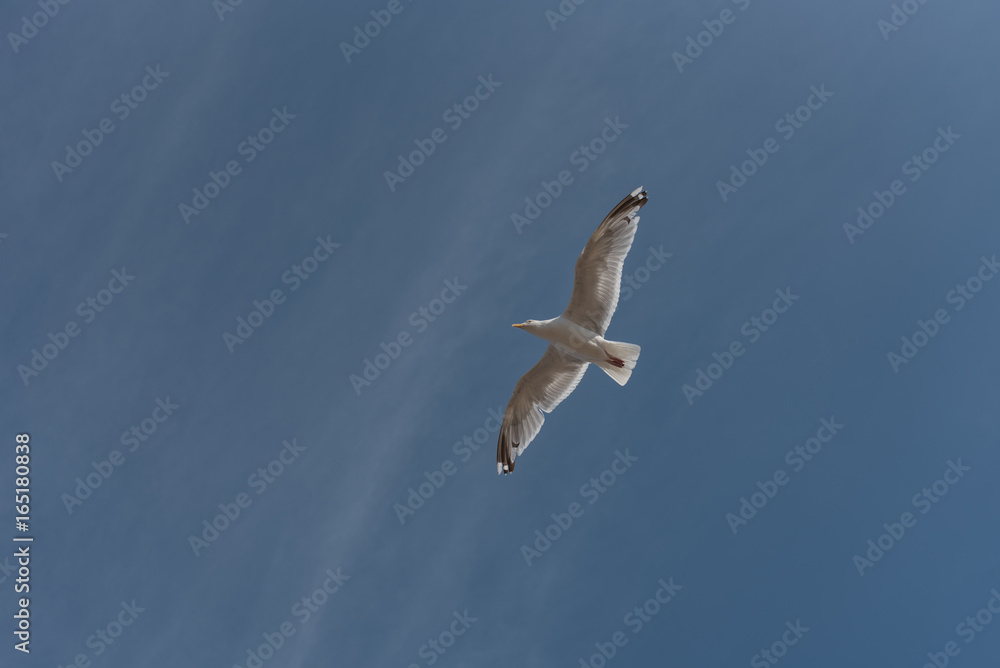 Obraz premium seagull in flight