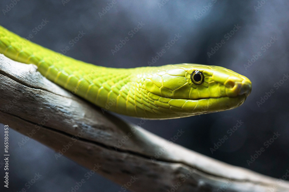Obraz premium very poisonous green mamba resting on a dead tree branch
