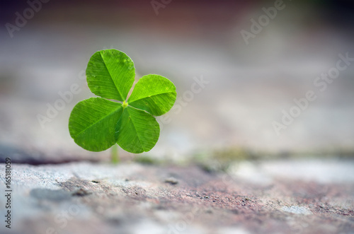 Four leaf clover grows between paving stones, symbol for luck, fortune and assertiveness of nature, close up with copy space in the blurred background