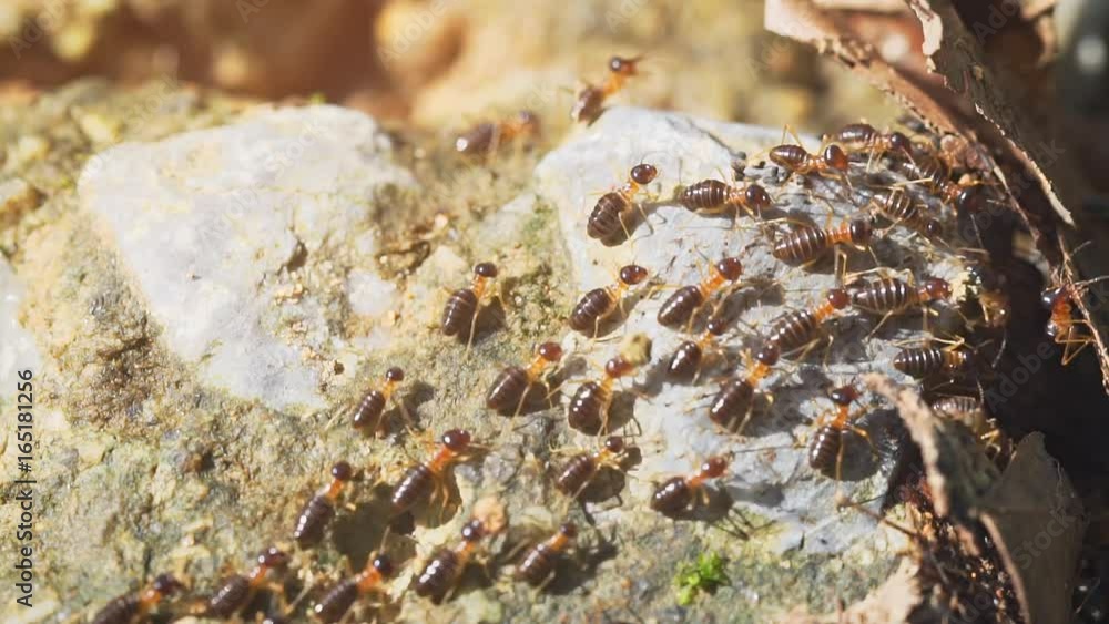 Swarm of Terrestrial Termites Crawling over a Rock in Closeup Swarm of Terrestrial Termites Crawling over a Rock in Closeup