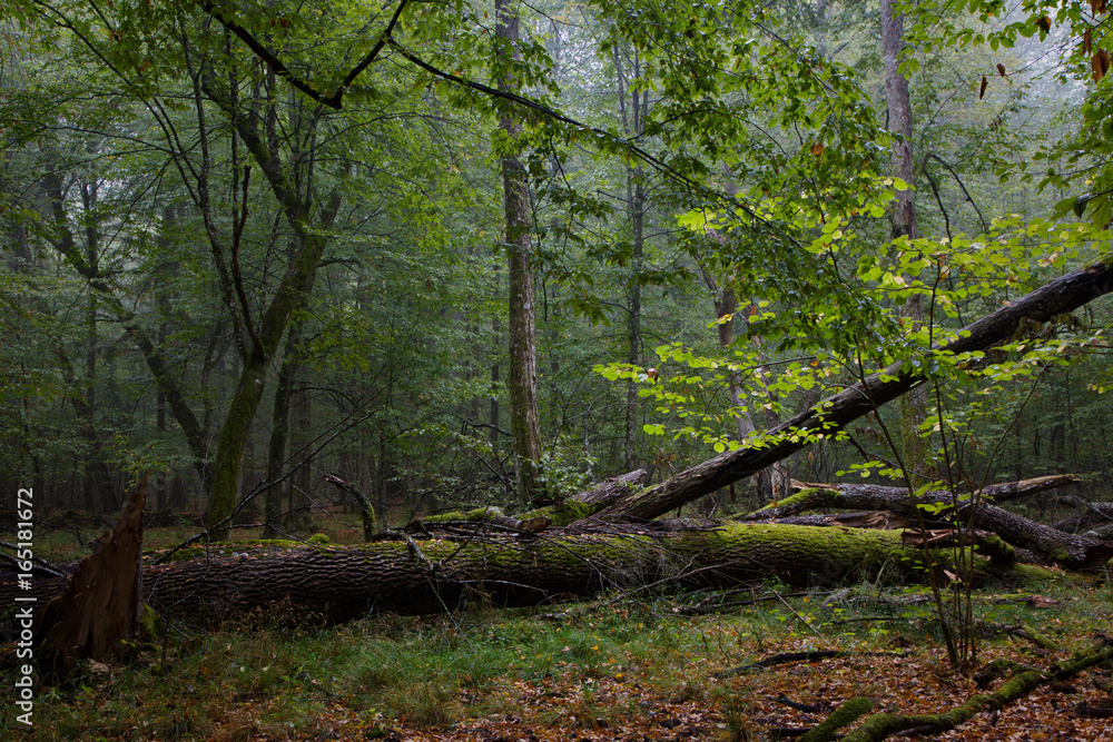 Obraz premium Rich deciduous stand with broken tree