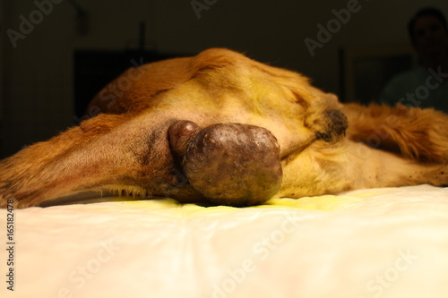 Tableau sur toile Big tumor on anus by dog