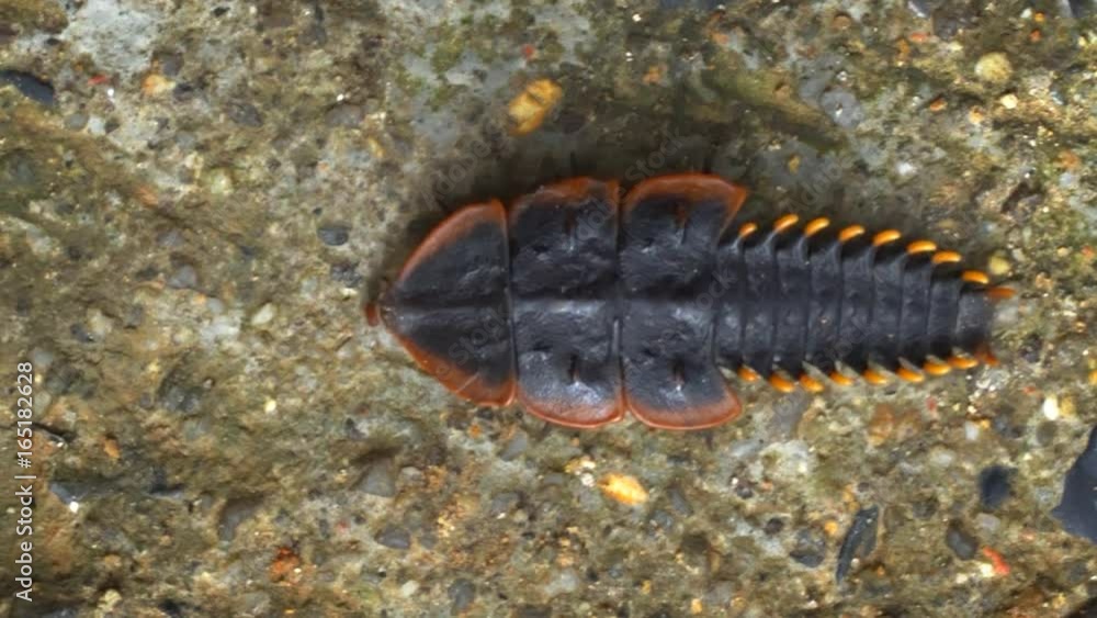 Female Trilobite Beetle Crawling over Old Concrete Female Trilobite Beetle Crawling over Old Concrete