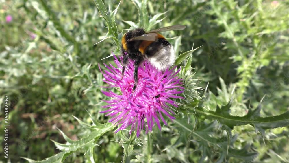 White tailed bumble bee, bombus terrestris -
Bumble bee on a flower White tailed bumble bee, bombus terrestris -
Bumble bee on a flower