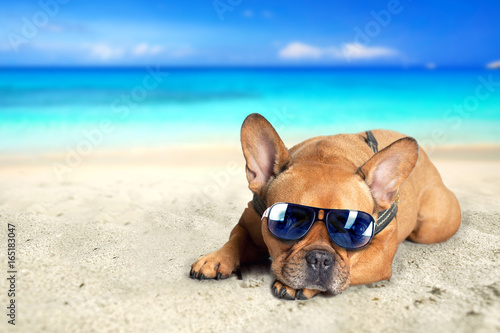 Fototapeta Naklejka Na Ścianę i Meble -  Hund mit Sonnenbrille am Strand