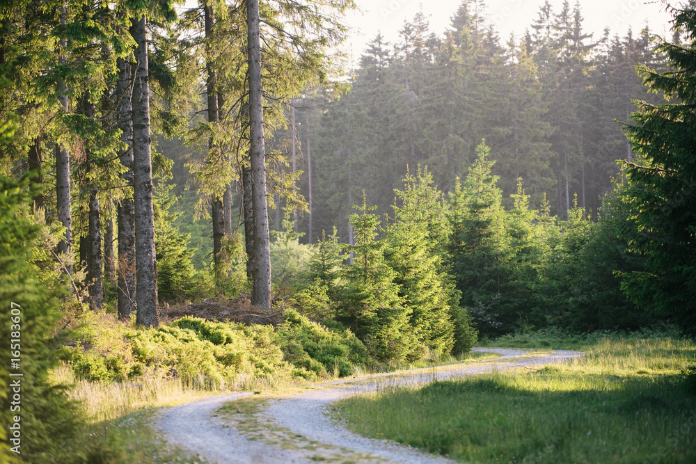 Sunny trail inside black forest Sunny trail inside black forest