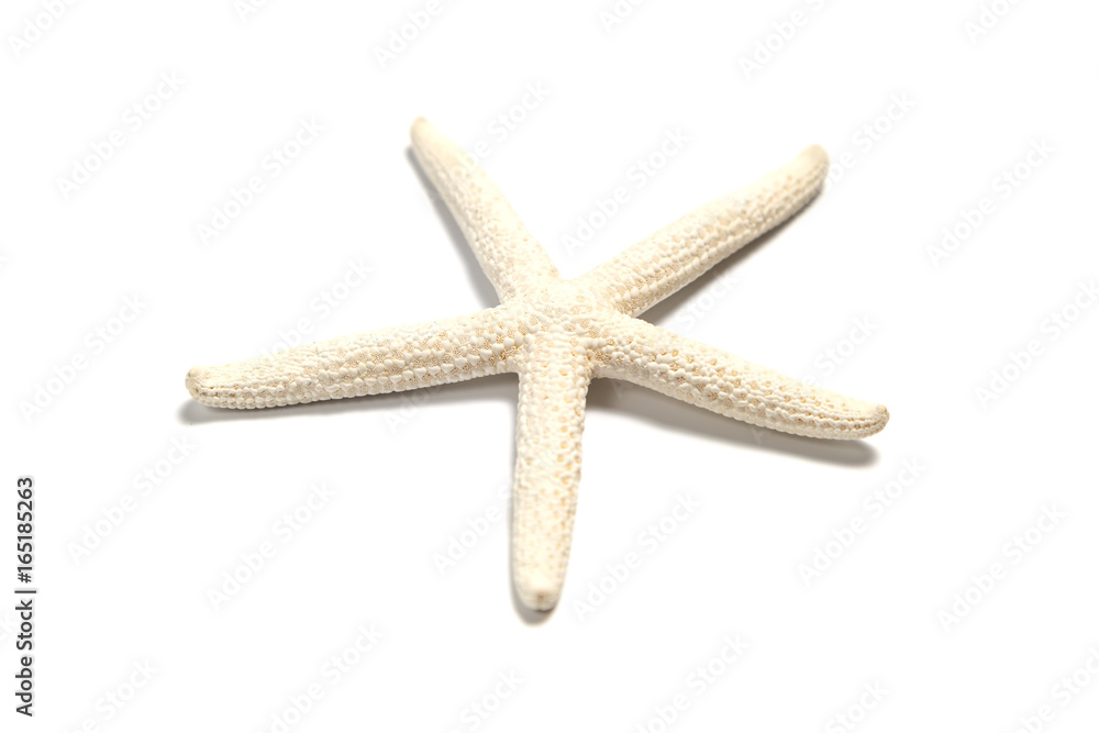 Small white starfish on a white background Small white starfish on a white background