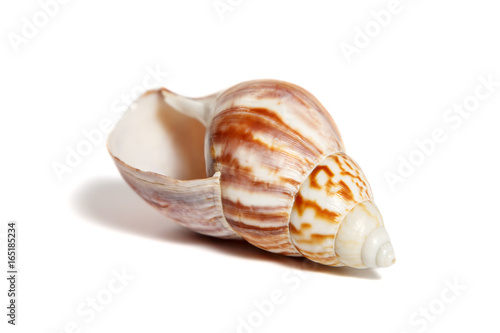 Small white-brown seashell on white background