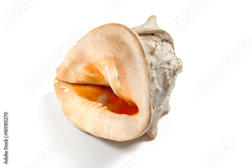 Big isolated sea shell is lying on white background