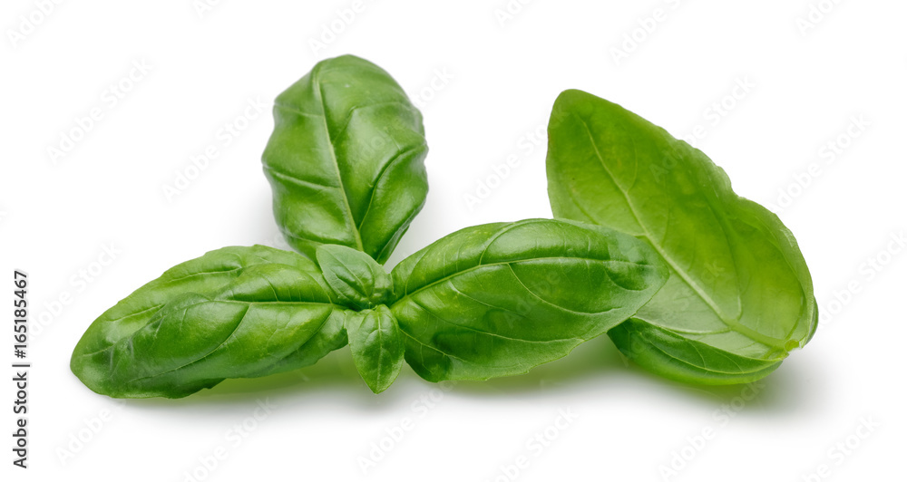 Basil Basil