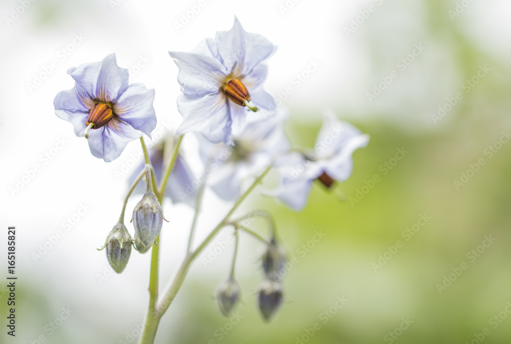 Blüten der Kartoffel Blüten der Kartoffel