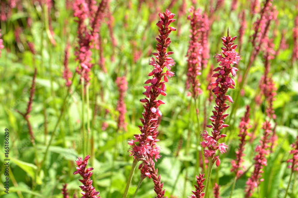 de rode bloeiaren van de polygonum bloeien in de stadstuin de rode bloeiaren van de polygonum bloeien in de stadstuin