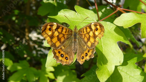 Papillon jaune