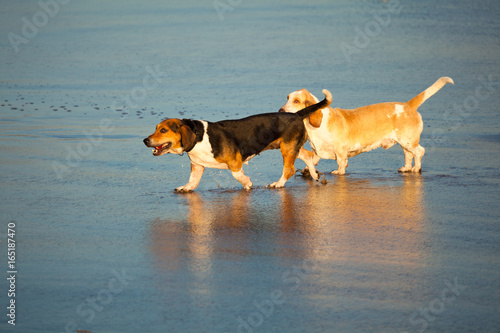 two basset hounds by sea