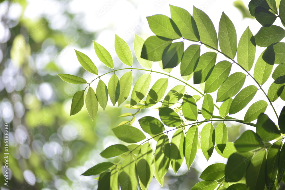 Fototapeta premium Natural Shades of Green - Leaves
