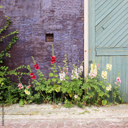 hollyhock flowers in front of an old building