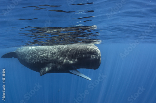 Sperm Whale photo