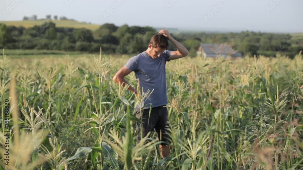 Young farmer standing and resting while working in corn field of organic farm Young farmer standing and resting while working in corn field of organic farm