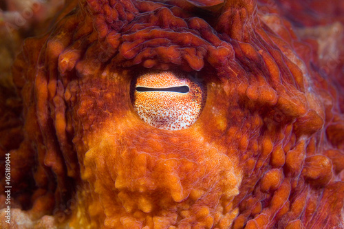 Eye detail of a large Giant Pacific Octopus photo