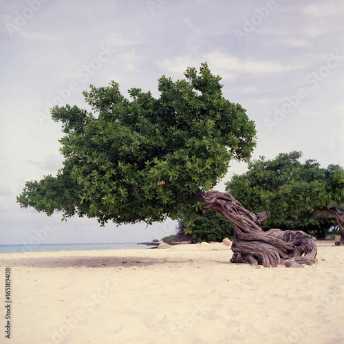 Divi Divi Tree on the Beach in Aruba photo