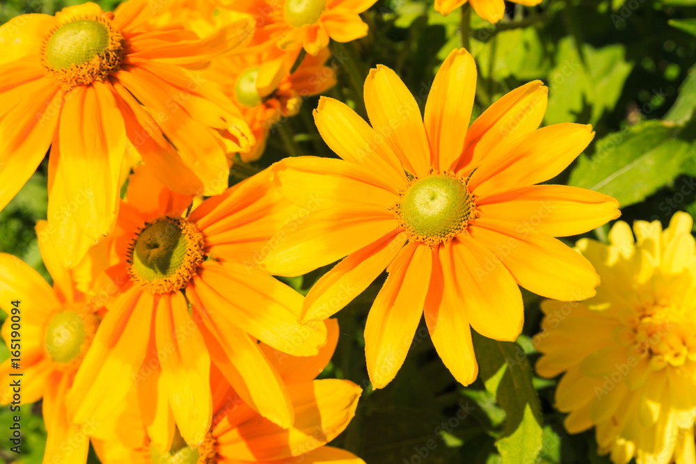 Gelbe Blüte Gelbe Blüte