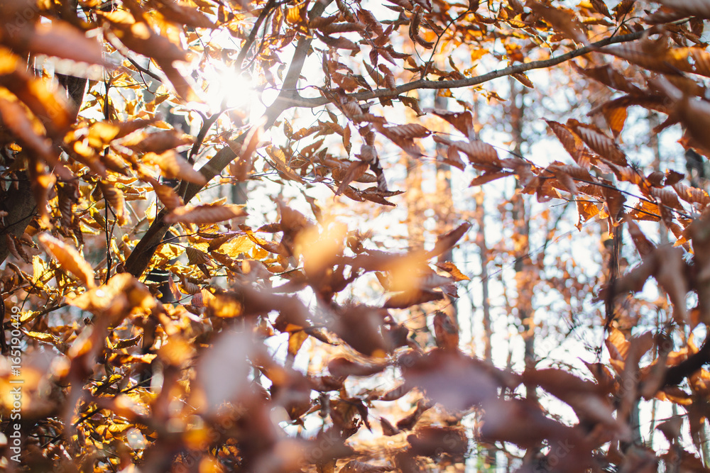 Sunlight through autumn trees Sunlight through autumn trees