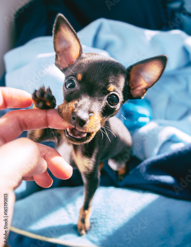 Prague Ratter puppie