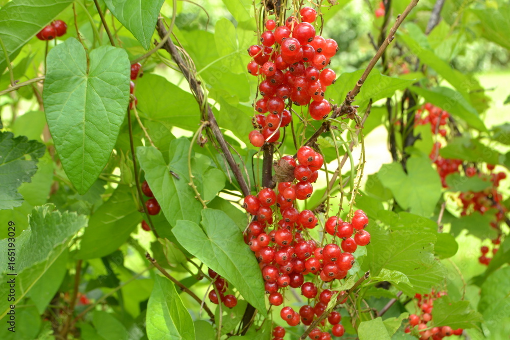 Gardinen   - reife rote Beeren im Stadtgarten #165193029
