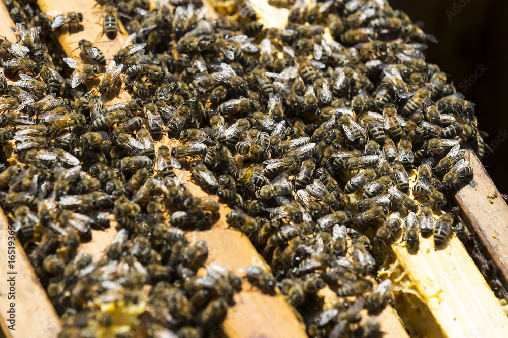 The bee hive is shot close-up in the summer on an apiary The bee hive is shot close-up in the summer on an apiary