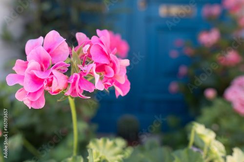 Fototapeta Naklejka Na Ścianę i Meble -  Closeup of Geranium Flower