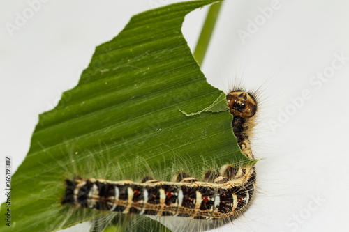 Black caterpillar of common duffer butterfly ( Discophota sondaica Boisduval ) resting on host plant photo