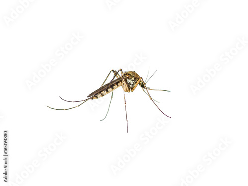Yellow Fever, Malaria or Zika Virus Infected Mosquito Insect Isolated on White © nechaevkon