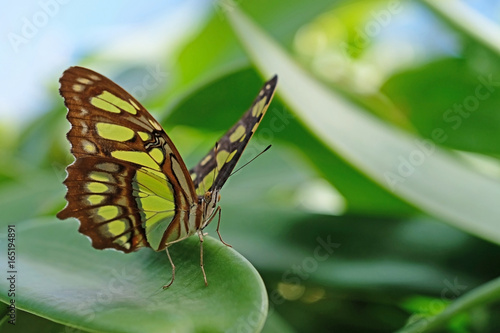 Malachite, siproeta stelenes, butterfly perched on leaf, Mainau Island photo