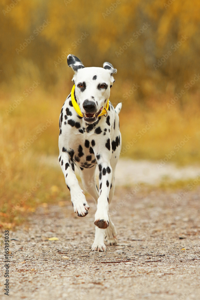 Dalmatian dog is running through  grass