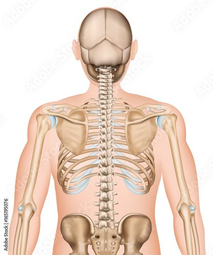 Anatomie Illustration Skelett Rücken unlabeled